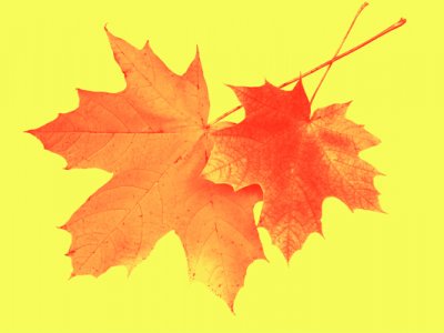 Herbst - die Zeit, um zu Hause anzukommen
